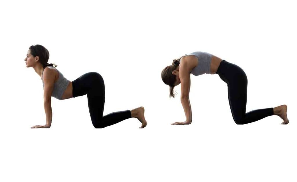 cat cow stretch yoga pose cat cow stretch yoga pose